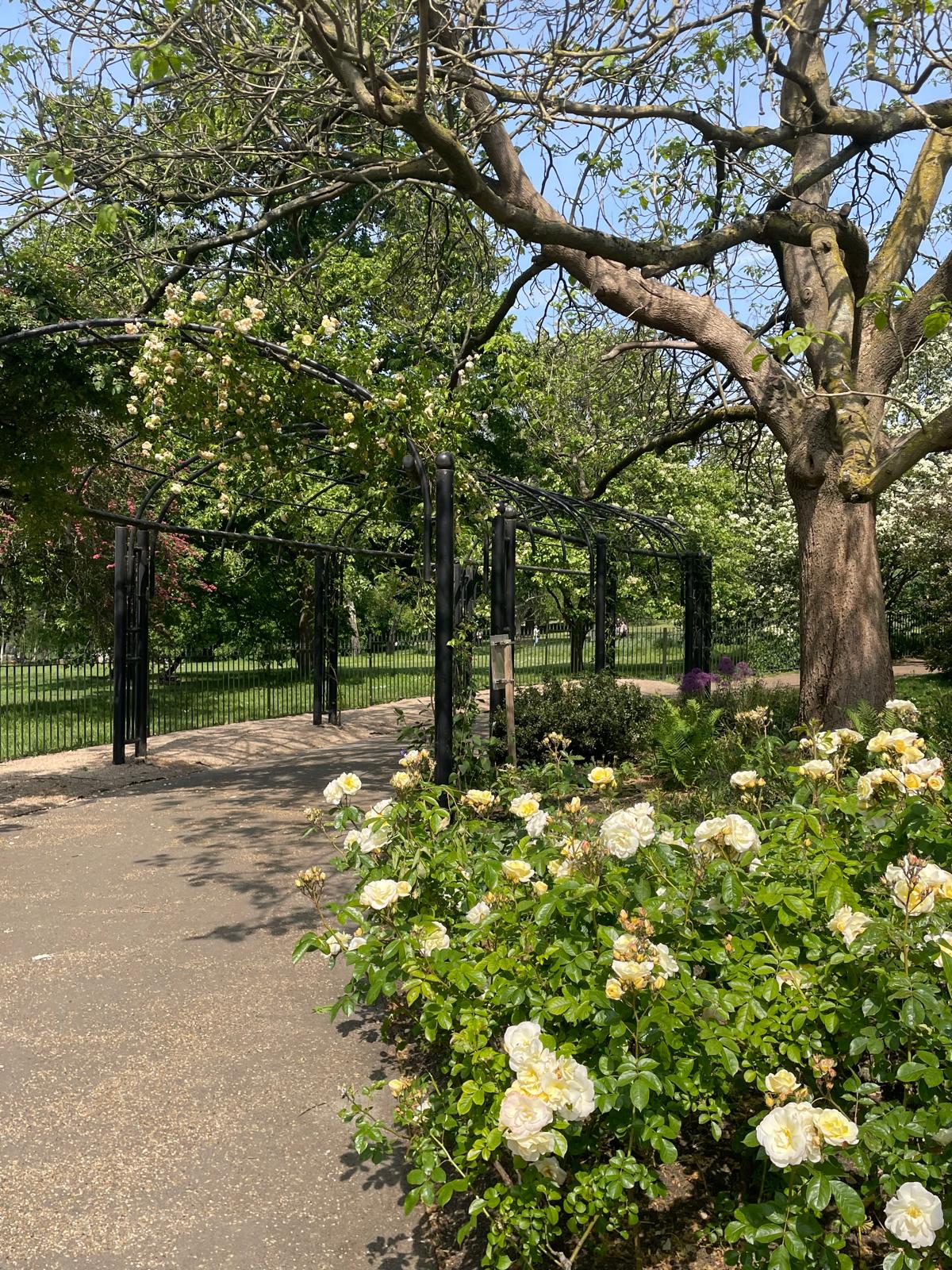 Hyde Park roses